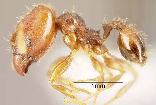 Pheidole carapuna specimen INBIOCRI002279593 image inbiocri002279593_2