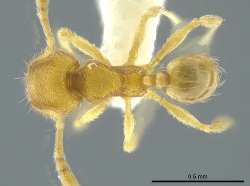 Pheidole cardiella specimen CASENT0624244 image casent0624244_1