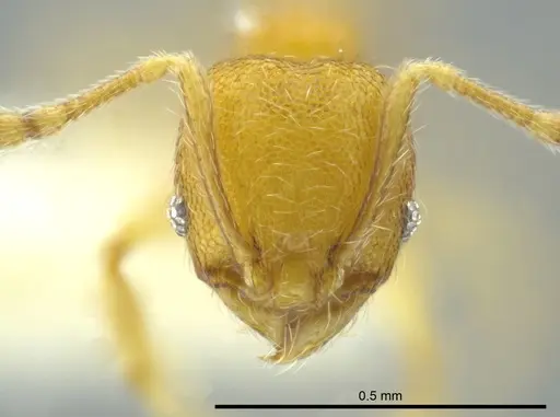 Pheidole cardiella specimen CASENT0624244 image casent0624244_2