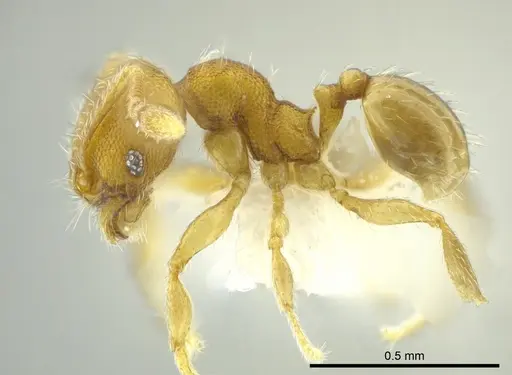 Pheidole cardiella specimen CASENT0624244 image casent0624244_3