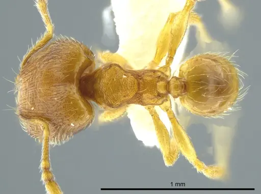 Pheidole cardiella specimen JTLC000016340 image jtlc000016340_1