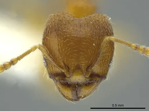Pheidole cardiella specimen JTLC000016340 image jtlc000016340_2