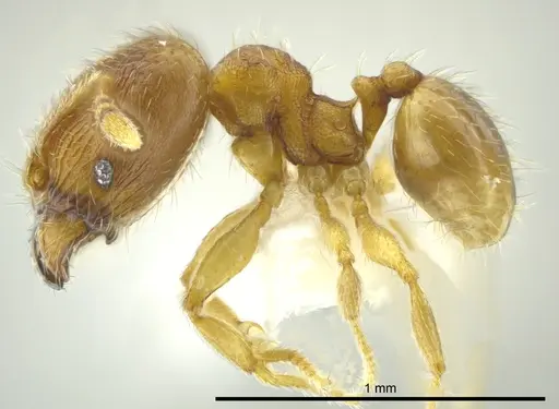 Pheidole cardiella specimen JTLC000016340 image jtlc000016340_3