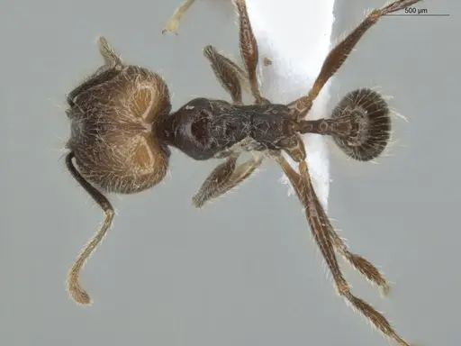 Pheidole cardinalis specimen ECOFOG-MI15-0420-36-S image ecofog-mi15-0420-36-s_1