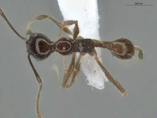 Pheidole cardinalis specimen ECOFOG-MI15-0420-36 image ecofog-mi15-0420-36_1