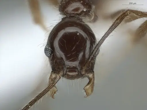 Pheidole cardinalis specimen ECOFOG-MI15-0420-36 image ecofog-mi15-0420-36_2