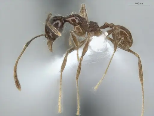 Pheidole cardinalis specimen ECOFOG-MI15-0420-36 image ecofog-mi15-0420-36_3