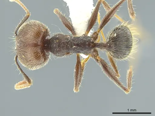 Pheidole caribbaea specimen JTLC000009995 image jtlc000009995_1