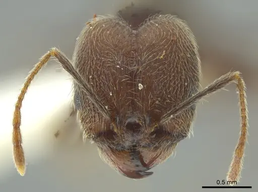 Pheidole caribbaea specimen JTLC000009995 image jtlc000009995_2