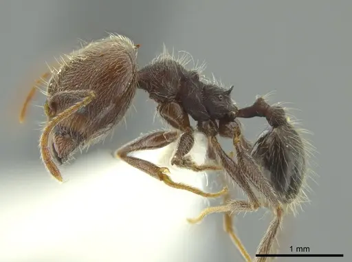 Pheidole caribbaea specimen JTLC000009995 image jtlc000009995_3