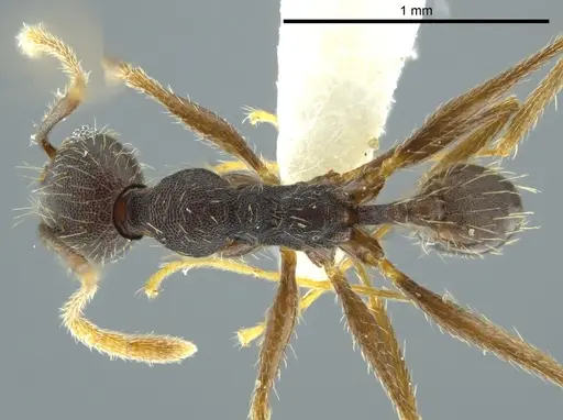 Pheidole caribbaea specimen JTLC000009996 image jtlc000009996_1