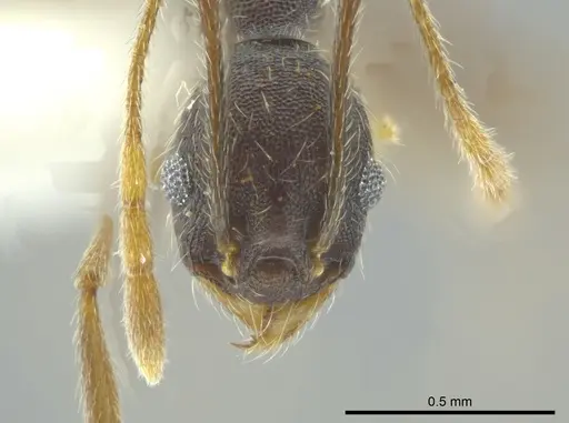 Pheidole caribbaea specimen JTLC000009996 image jtlc000009996_2