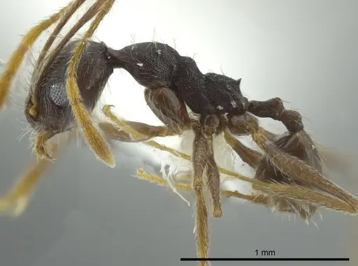 Pheidole caribbaea specimen JTLC000009996 image jtlc000009996_3