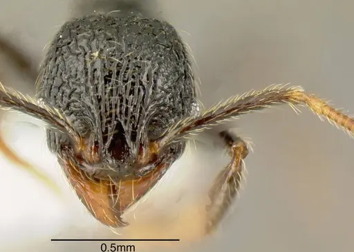 Pheidole carinata specimen INB0003668047 image inb0003668047_1