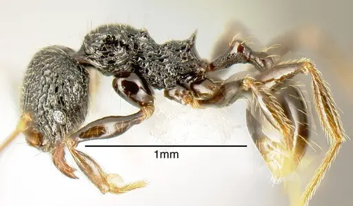 Pheidole carinata specimen INB0003668047 image inb0003668047_2