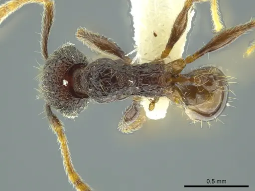 Pheidole carinata specimen INBIOCRI002279947 image inbiocri002279947_1