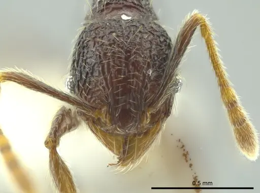 Pheidole carinata specimen INBIOCRI002279947 image inbiocri002279947_2