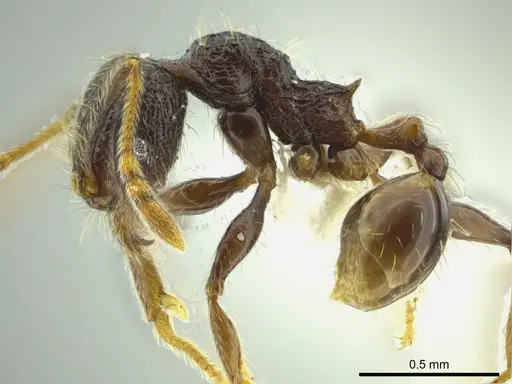 Pheidole carinata specimen INBIOCRI002279947 image inbiocri002279947_3