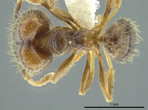 Pheidole carinata specimen INBIOCRI002279948 image inbiocri002279948_1
