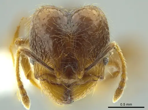 Pheidole carinata specimen INBIOCRI002279948 image inbiocri002279948_2