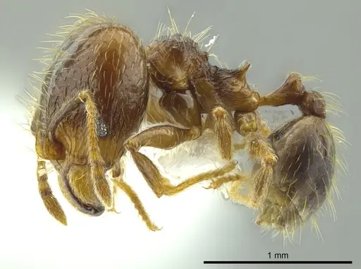Pheidole carinata specimen INBIOCRI002279948 image inbiocri002279948_3