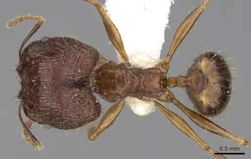 Pheidole cariniceps specimen CASENT0281658 image casent0281658_1