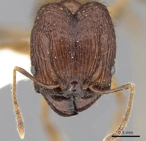 Pheidole cariniceps specimen CASENT0281658 image casent0281658_2
