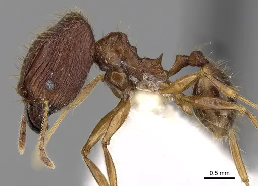 Pheidole cariniceps specimen CASENT0281658 image casent0281658_3