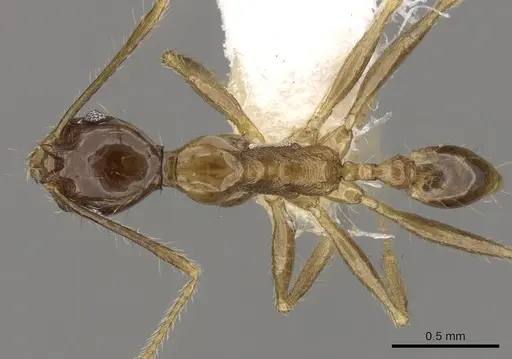 Pheidole cariniceps specimen CASENT0281659 image casent0281659_1