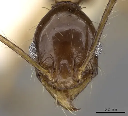 Pheidole cariniceps specimen CASENT0281659 image casent0281659_2