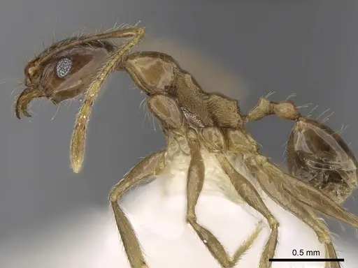 Pheidole cariniceps specimen CASENT0281659 image casent0281659_3