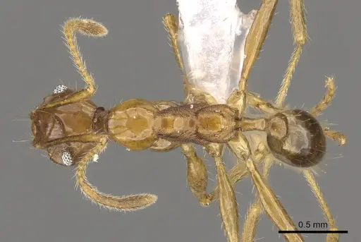 Pheidole cariniceps specimen CASENT0901628 image casent0901628_1