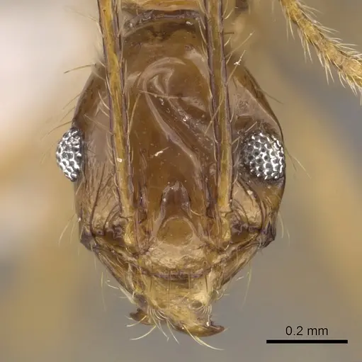 Pheidole cariniceps specimen CASENT0901628 image casent0901628_2