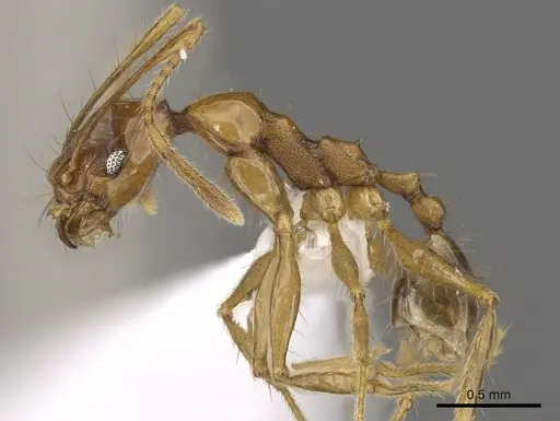 Pheidole cariniceps specimen CASENT0901628 image casent0901628_3