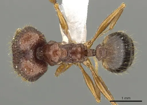 Pheidole cariniceps specimen CASENT0901629 image casent0901629_1