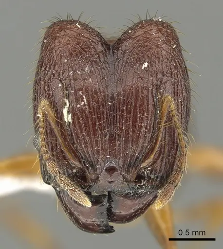Pheidole cariniceps specimen CASENT0901629 image casent0901629_2