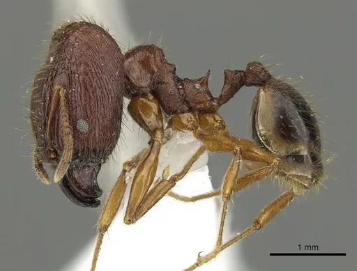 Pheidole cariniceps specimen CASENT0901629 image casent0901629_3