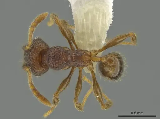 Pheidole carinitida specimen CASENT0631619 image casent0631619_1