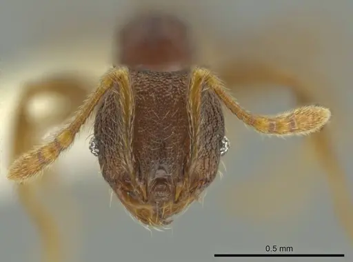 Pheidole carinitida specimen CASENT0631619 image casent0631619_2