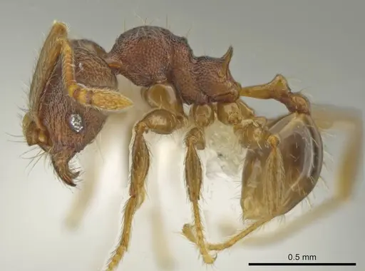Pheidole carinitida specimen CASENT0631619 image casent0631619_3