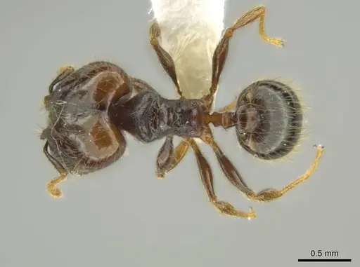 Pheidole carinitida specimen CASENT0631620 image casent0631620_1
