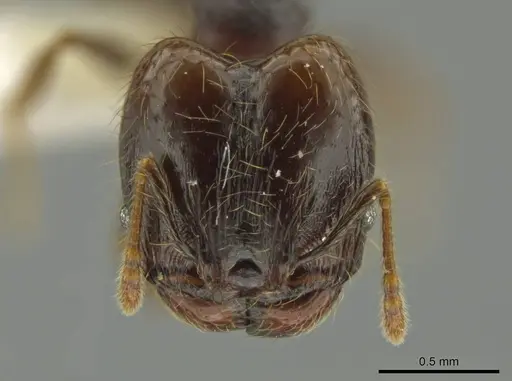 Pheidole carinitida specimen CASENT0631620 image casent0631620_2