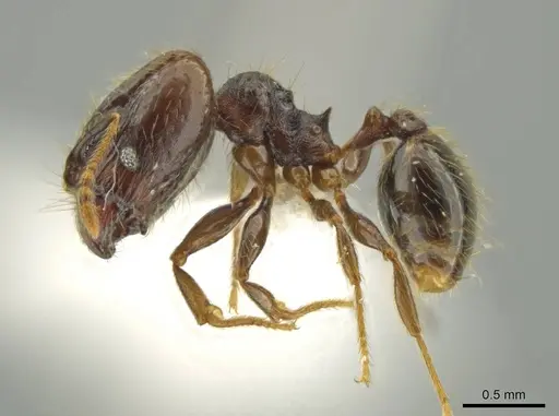 Pheidole carinitida specimen CASENT0631620 image casent0631620_3