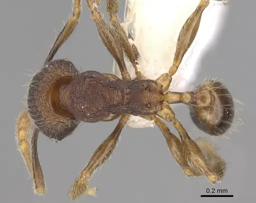 Pheidole carinitida specimen CASENT0631662 image casent0631662_1