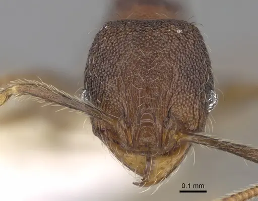 Pheidole carinitida specimen CASENT0631662 image casent0631662_2