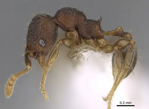 Pheidole carinitida specimen CASENT0631662 image casent0631662_3