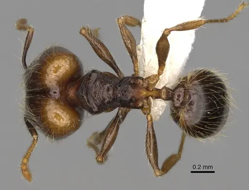 Pheidole carinitida specimen CASENT0631663 image casent0631663_1