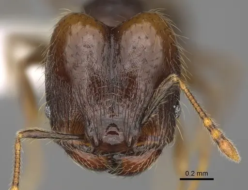Pheidole carinitida specimen CASENT0631663 image casent0631663_2