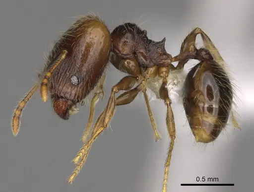 Pheidole carinitida specimen CASENT0631663 image casent0631663_3