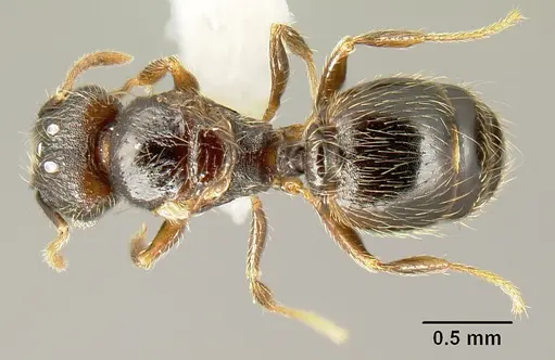 Pheidole carinote specimen CASENT0608842 image casent0608842_1